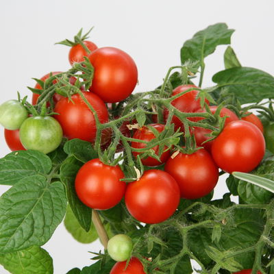 Blu Bio Minitomatenpflanze 'Mini-Tom F1', Topf-Ø 12 cm, 3er-Set Blu Bio Minitomatenpflanze 'Mini-Tom F1', Topf-Ø 12 cm, 3er-Set