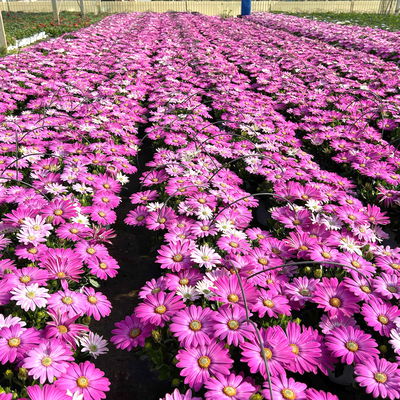 Kapkörbchen, Farbe zufällig, Topf-Ø 14 cm, 4 Pflanzen Kapkörbchen, Farbe zufällig, Topf-Ø 14 cm, 4 Pflanzen