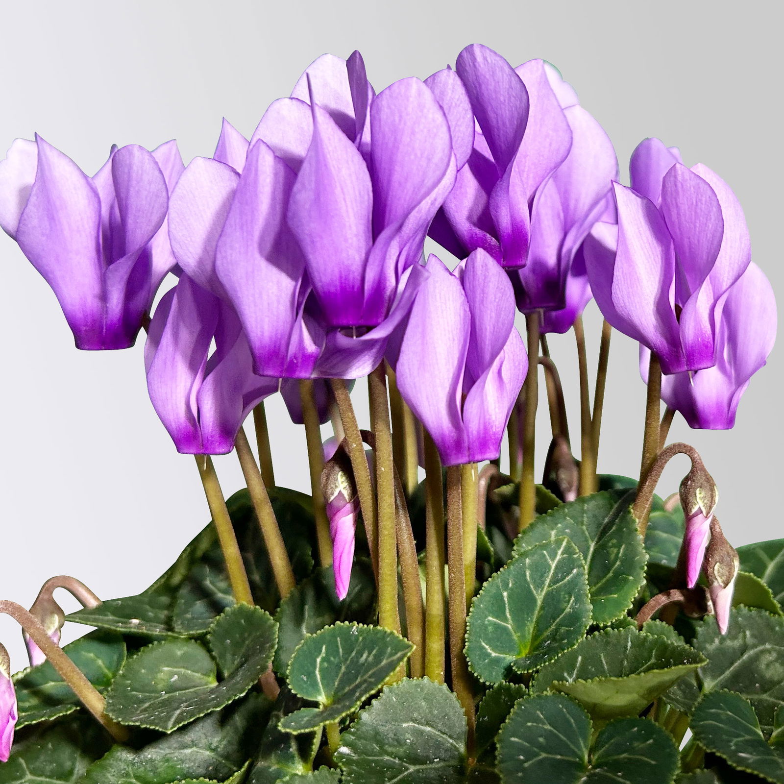 Alpenveilchen 'Exclusive® Dragon Blue', lila, Topf-Ø 10,5 cm, 3 Pflanzen