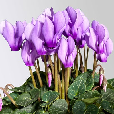 Pflanzenkreation 'Herbstwind', lila-weiß-silber, groß, 12 Pfl. inkl. Erde Pflanzenkreation 'Herbstwind', lila-weiß-silber, groß, 12 Pfl. inkl. Erde