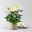 Chrysantheme 'Chrysanne® Fireworks Cream', creme, Topf-Ø 13 cm, 3 Pflanzen