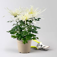 Chrysantheme 'Chrysanne® Fireworks Cream', creme, Topf-Ø 13 cm, 3 Pflanzen