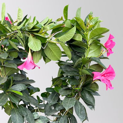 Dipladenie, rosa, Herzform, Topf-Ø 17 cm, Höhe ca. 55 cm