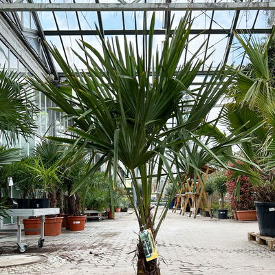 Hanfpalme, Topf-Ø 30 cm, Höhe ca. 160-170 cm