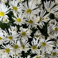 Chrysantheme Mini 'Spider'weiß, spinnenblütig, Topf-Ø 7cm, 8 Stück Chrysantheme Mini 'Spider'weiß, spinnenblütig, Topf-Ø 7cm, 8 Stück