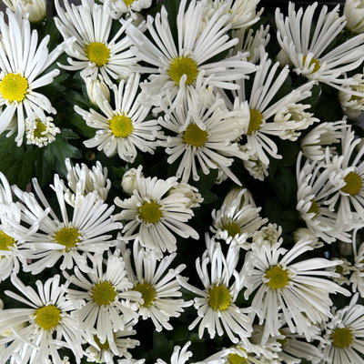 Chrysantheme Mini 'Spider'weiß, spinnenblütig, Topf-Ø 7cm, 8 Stück Chrysantheme Mini 'Spider'weiß, spinnenblütig, Topf-Ø 7cm, 8 Stück