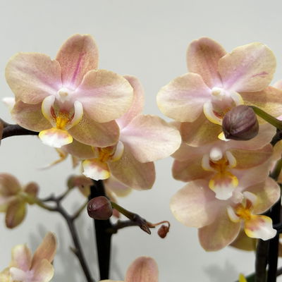 Duft Phalenopsis 'Powdery' creme/rosa, Topf-Ø 12 cm, im Übertopf mit Grußkarte