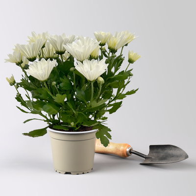 Chrysanthemen, weiß, Topf-Ø 12 cm, 6 Pflanzen Chrysanthemen, weiß, Topf-Ø 12 cm, 6 Pflanzen