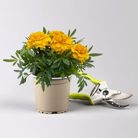 Pflanzenkreation 'No Mosquito', 12 Pflanzen inkl. Erde und Dünger