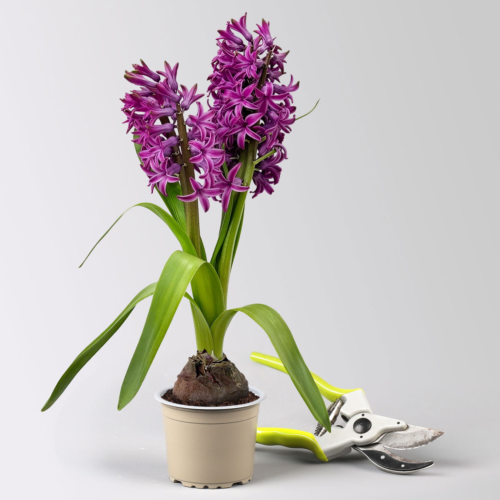 Pflanzenkreation Frühlingsblüten, 12 Pflanzen inkl. Erde