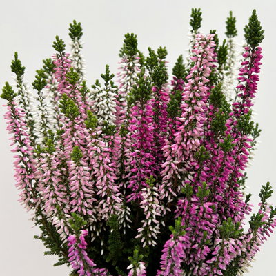 Calluna 'Beauty Ladies® Harmony' Trio, lila-rosa-weiß, Topf-Ø 11 cm, 6 Pflanzen Calluna 'Beauty Ladies® Harmony' Trio, lila-rosa-weiß, Topf-Ø 11 cm, 6 Pflanzen