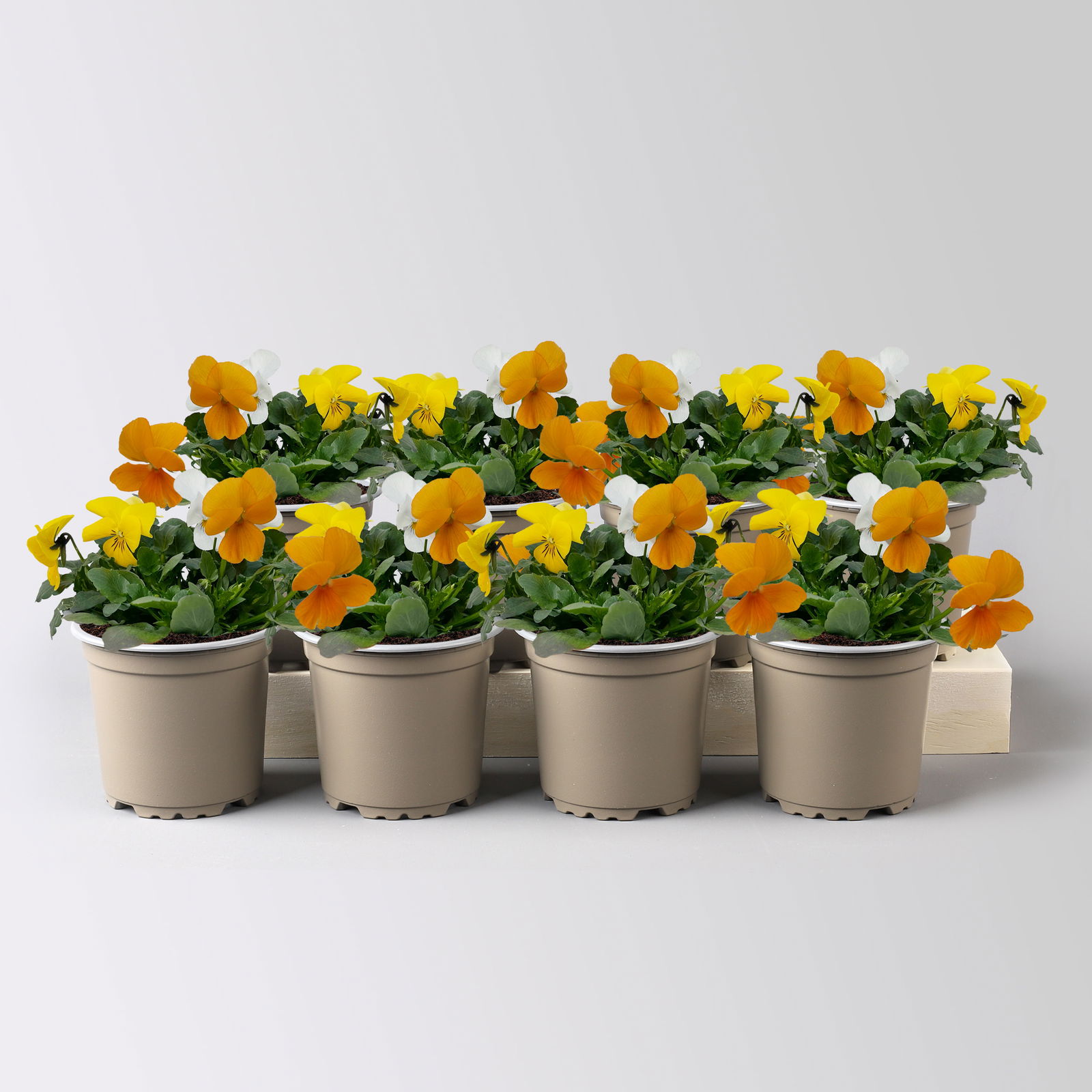 Hornveilchen 'Trio', orange-gelb-weiß, Topf-Ø 10/11 cm, 8 Pflanzen Hornveilchen 'Trio', orange-gelb-weiß, Topf-Ø 10/11 cm, 8 Pflanzen