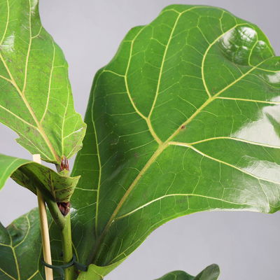 Geigenfeige in Keramiktopf Dallas weiß, Topf-Ø 17 cm, Höhe ca. 45-65 cm