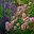Gartenpflanzen: Stauden und Rosen