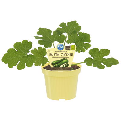 Blu Bio Zucchini 'Balkon-Zucchini', Topf-Ø 12 cm, 3er Set