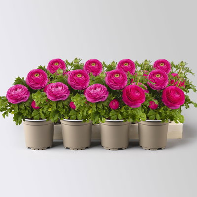 Ranunkel, rosa, Sorte zufällig, Topf-Ø 10,5 cm, 8 Pflanzen