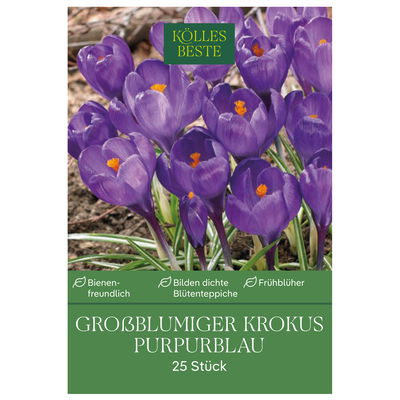 großblumige Krokusse purpurblau, 25 Blumenzwiebeln großblumige Krokusse purpurblau, 25 Blumenzwiebeln