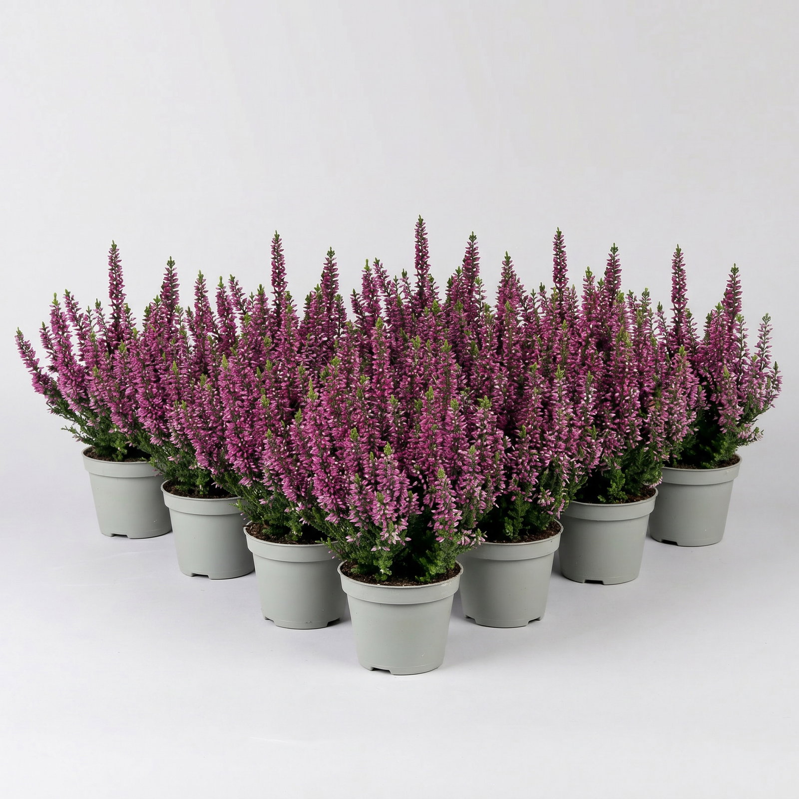 Knospenheide, lila, Mini, Topf-Ø 6 cm, 12 Pflanzen Knospenheide, lila, Mini, Topf-Ø 6 cm, 12 Pflanzen