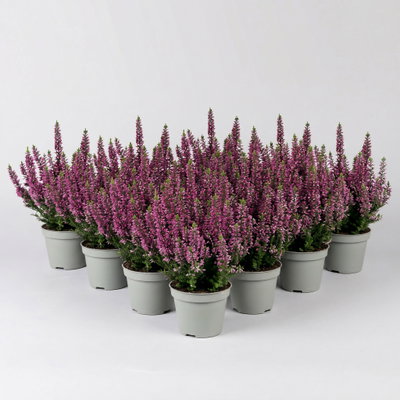 Knospenheide, lila, Mini, Topf-Ø 6 cm, 12 Pflanzen Knospenheide, lila, Mini, Topf-Ø 6 cm, 12 Pflanzen