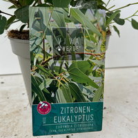 Zitronen-Eukalyptus, Busch, Topf-Ø 17 cm, 2 Pflanzen Zitronen-Eukalyptus, Busch, Topf-Ø 17 cm, 2 Pflanzen