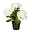 Kunstpflanze Hortensienbusch, weiß, Höhe ca. 32 cm