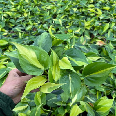 Herzblatt-Philodendron 'Brasil', Topf-Ø 12 cm, 3 Pflanzen