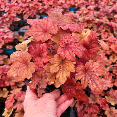 Bio Heucherella 'Buttered Rum®', karamellfarben, Topf-Ø 12 cm, 3 Pflanzen Bio Heucherella 'Buttered Rum®', karamellfarben, Topf-Ø 12 cm, 3 Pflanzen