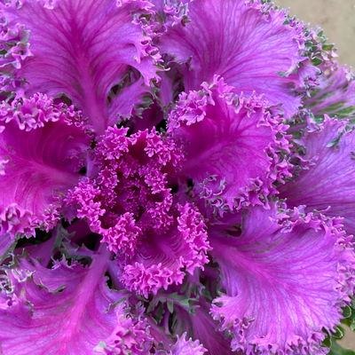 Zierkohl, grün-lila, kraus, Topf-Ø 12 cm, 6 Pflanzen