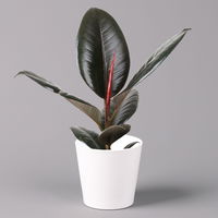 Gummibaum 'Robusta' in Topf weiß, Topf-Ø 12 cm, Höhe ca. 40-45 cm, 2er-Set