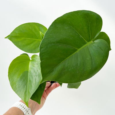 Monstera deliciosa, Topf-Ø 12 cm, 2 Pflanzen