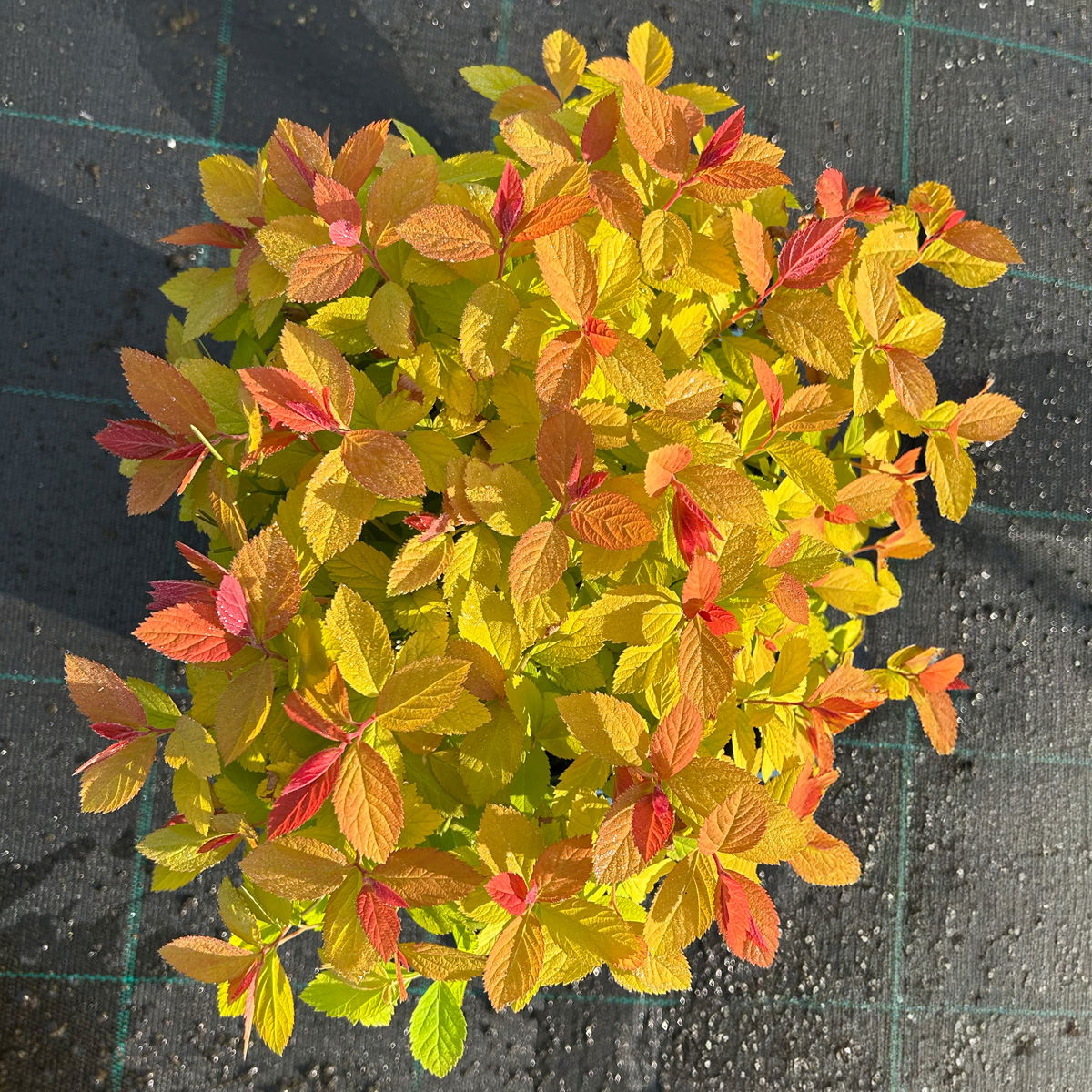 Goldorange Japanspiere 'Double Play®Big Bang', Spiraea japonica, Topf 5 Liter