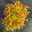 Goldorange Japanspiere 'Double Play®Big Bang', Spiraea japonica, Topf 5 Liter
