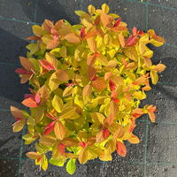 Goldorange Japanspiere 'Double Play®Big Bang', Spiraea japonica, Topf 5 Liter