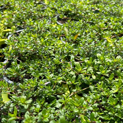 Bio Kaskadenthymian, Topf-Ø 12 cm