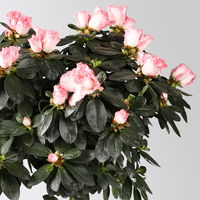 Azalee, Stämmchen, Farbe zufällig, gefüllt, Topf-Ø 19 cm, Höhe ca. 65 cm