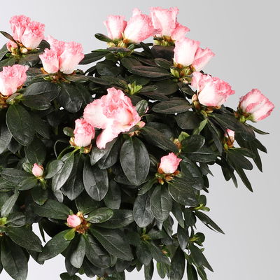 Azalee, Stämmchen, Farbe zufällig, gefüllt, Topf-Ø 19 cm, Höhe ca. 65 cm Azalee, Stämmchen, Farbe zufällig, gefüllt, Topf-Ø 19 cm, Höhe ca. 65 cm