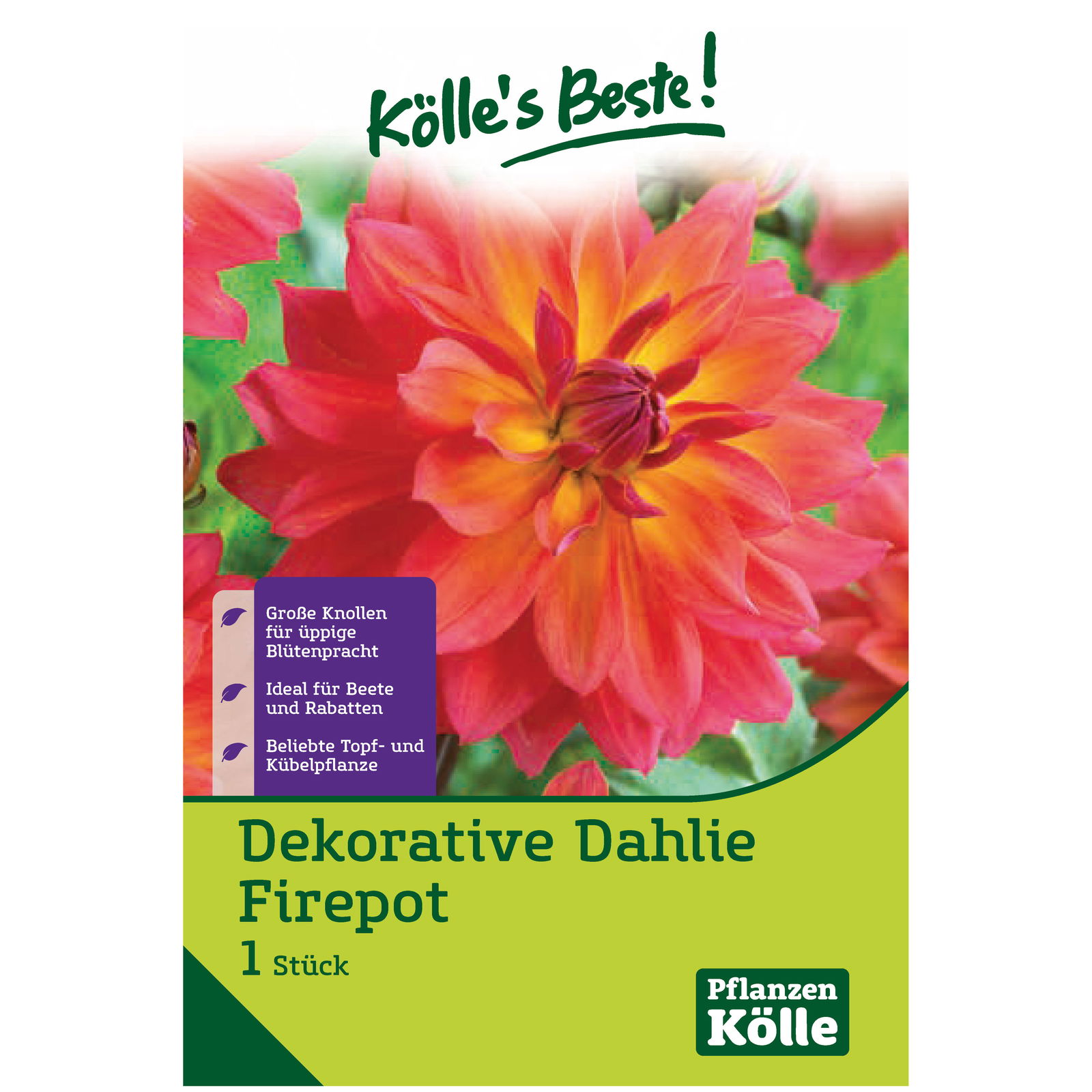 Kölle's Beste Dekorative-Dahlie 