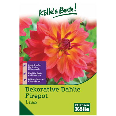 Kölles Beste Dekorative-Dahlie Kölles Beste Dekorative-Dahlie