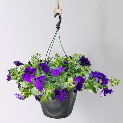 Petunie, blau, hängend, Ampeltopf-Ø 25/27 cm