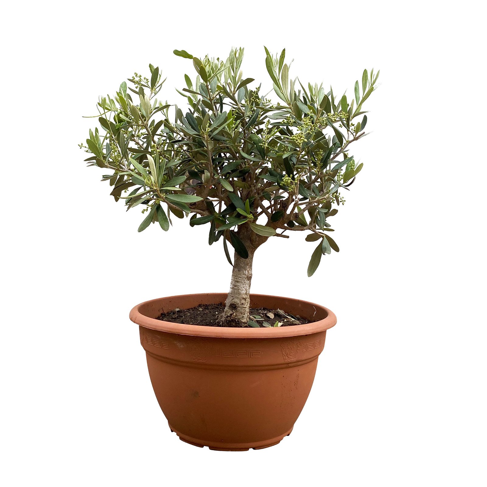 Olivenbaum 'Bonsai', Stämmchen, Topf-Ø 25 cm, Höhe ca. 110 cm