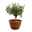 Olivenbaum 'Bonsai', Schalen-Ø 25 cm, Höhe ca. 40 cm