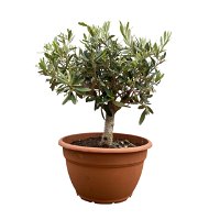 Olivenbaum 'Bonsai', Stämmchen, Topf-Ø 25 cm, Höhe ca. 110 cm
