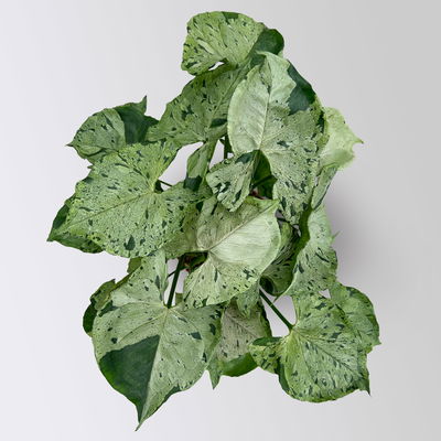 Syngonium 'Green Splash', Topf-Ø12cm, Höhe ca. 25 cm Syngonium 'Green Splash', Topf-Ø12cm, Höhe ca. 25 cm