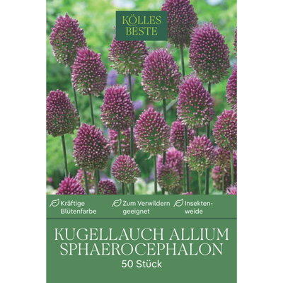Kölles Beste Kaukasischer Kugellauch Allium purpurrot, 50 Blumenzwiebeln Kölles Beste Kaukasischer Kugellauch Allium purpurrot, 50 Blumenzwiebeln