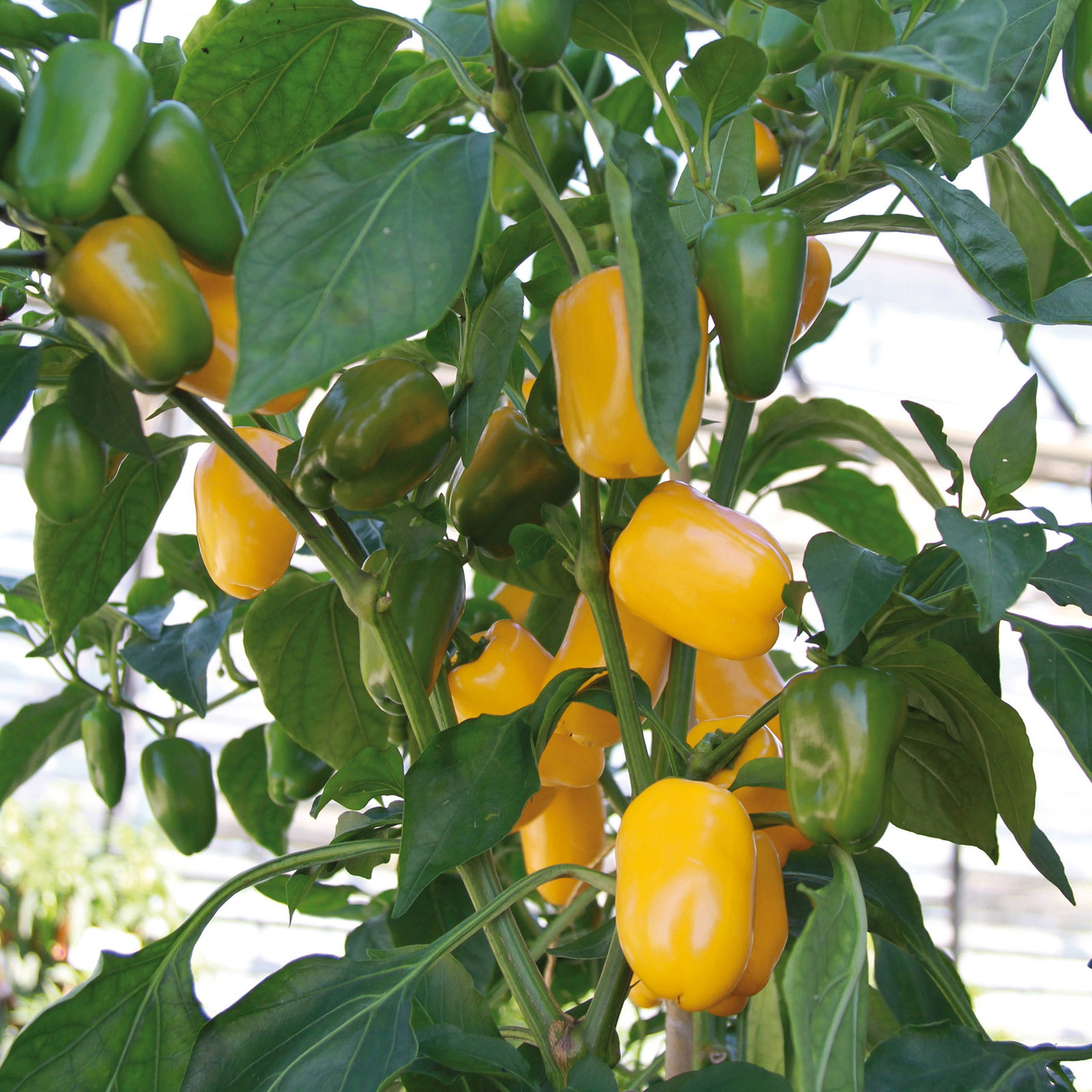 Bio Snackpaprika 'Snackor Yellow', Topf-Ø 12 cm, 3 Pflanzen