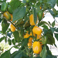 Bio Snackpaprika 'Snackor Yellow', Topf-Ø 12 cm, 3 Pflanzen