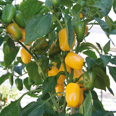 Bio Snackpaprika 'Snackor Yellow', Topf-Ø 12 cm, 3 Pflanzen