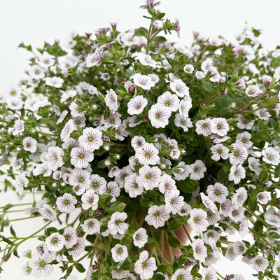 Himalaya-Schleierkraut, weiß, Topf-Ø 13 cm, 3 Pflanzen