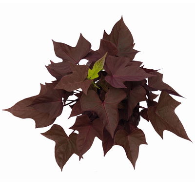 Süßkartoffel, dunkellaubig, Zierform, Topf-Ø 12 cm, 6 Pflanzen