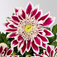 Chrysantheme Mini 'Fabula Pink'pink-weiß, Topf-Ø 7cm, 8 Stück